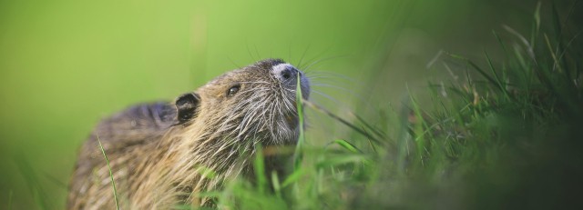 Bever.jpg
