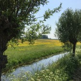 Opmeer kruidenrijk grasland